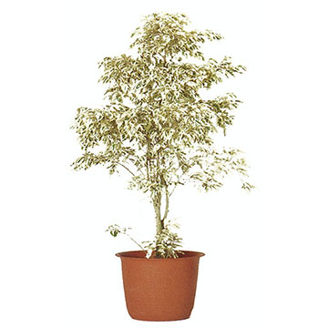 ベンジャミナ・スターライト