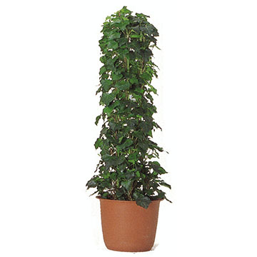 アオオカメズタ