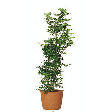 シェフレラカポック