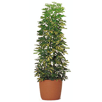 フィリカポック