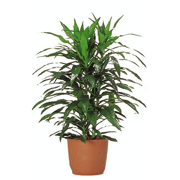 アオワーネッキ