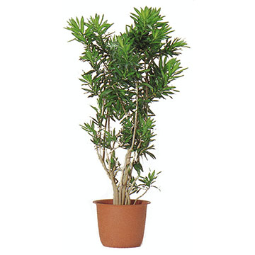 ソングオブジャマイカ