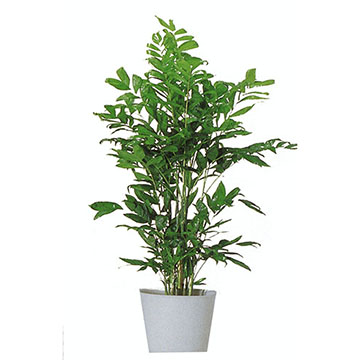 高性チャマエドレア