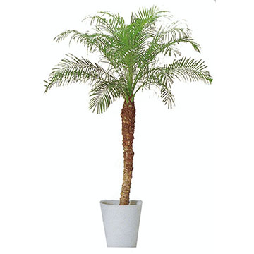 フェニックス・ロベ