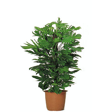 マングーカズラ