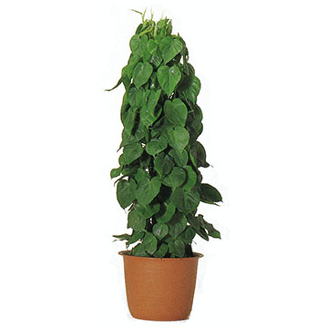 オキシカルディウム