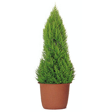 ゴールドクレスト(室外用)