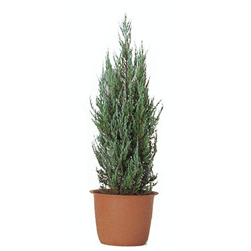 ブルーヘブン(室外用)