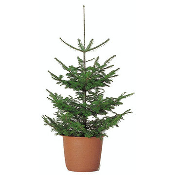 モミノキ(室外用)